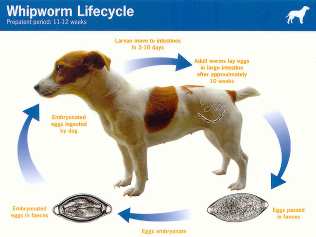 Whipwormlifecycle.jpg