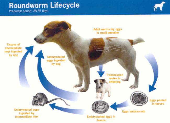Roundwormlifecycle.jpg